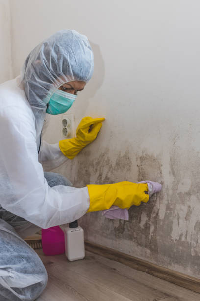 Best Asbestos and Lead Testing During Mold Inspection  in Columbus, MS